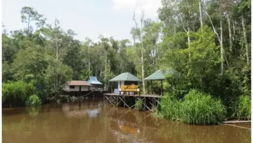 Liburan Ke Tempat Wisata Taman Nasional Tanjung Puting
